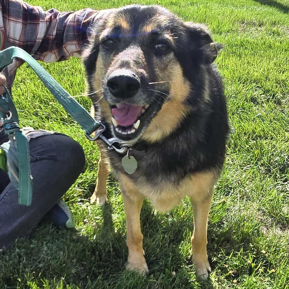 JD, a Adoptable mixed breed in hilton, NY image 6/6