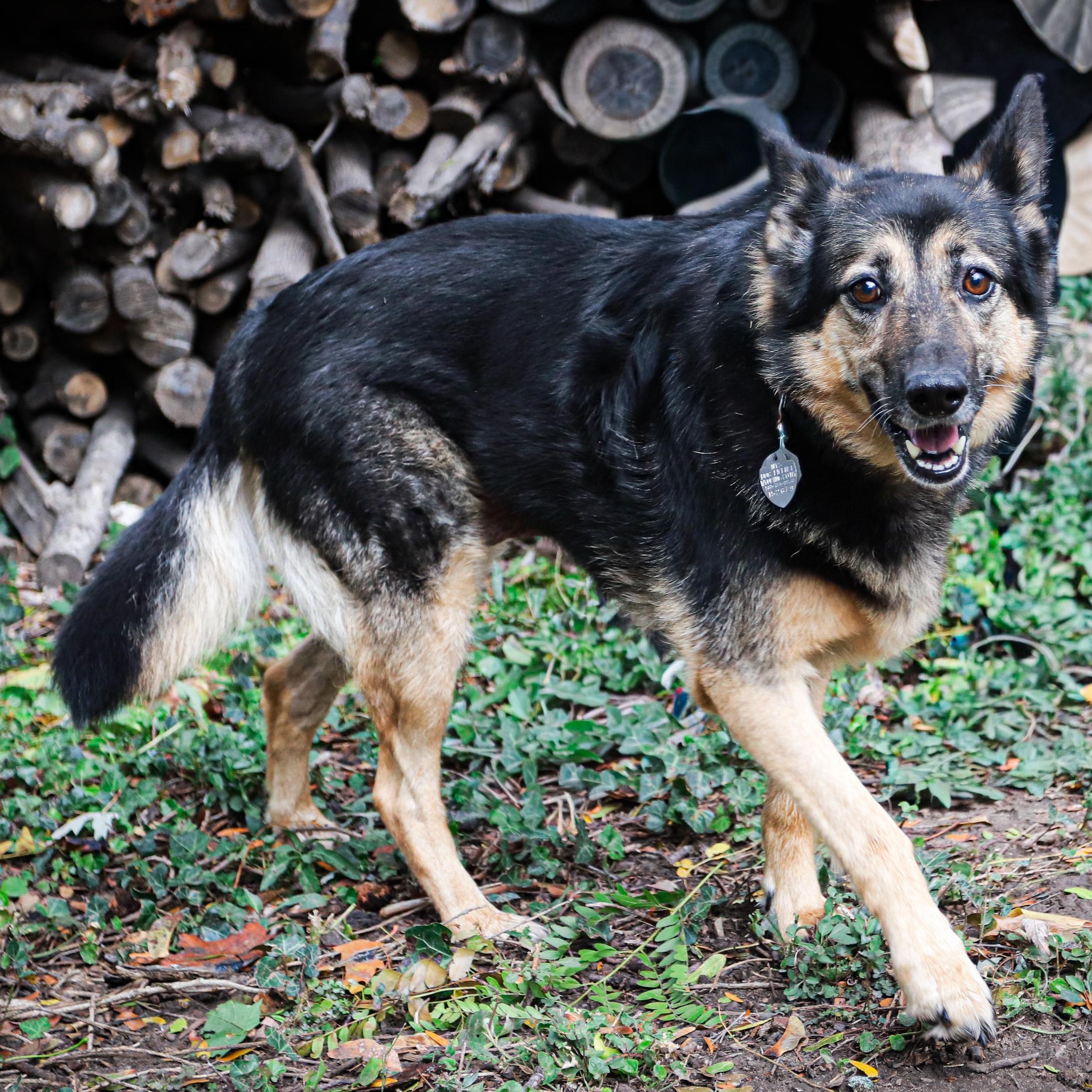 JD, Adoptable, Senior Female German Shepherd Dog.