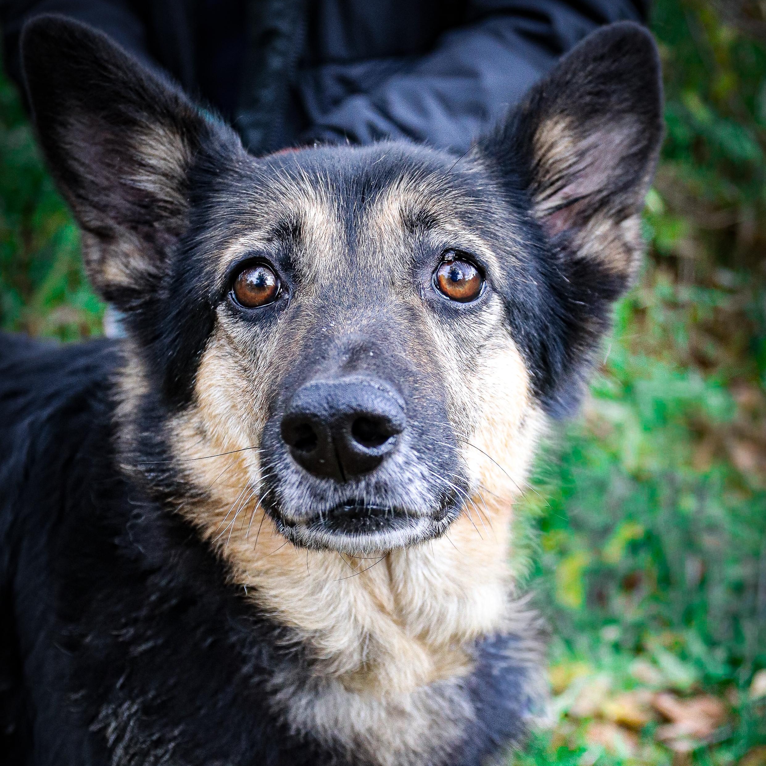 JD, a Adoptable mixed breed in hilton, NY image 3/6