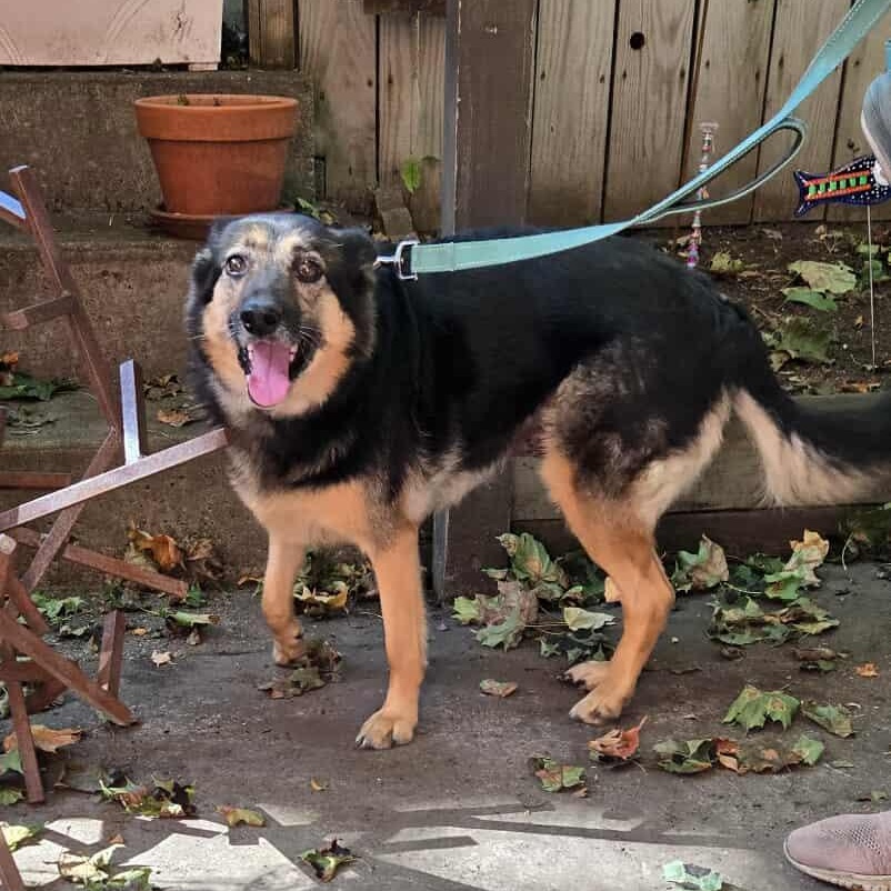 JD, a Adoptable mixed breed in hilton, NY image 5/6