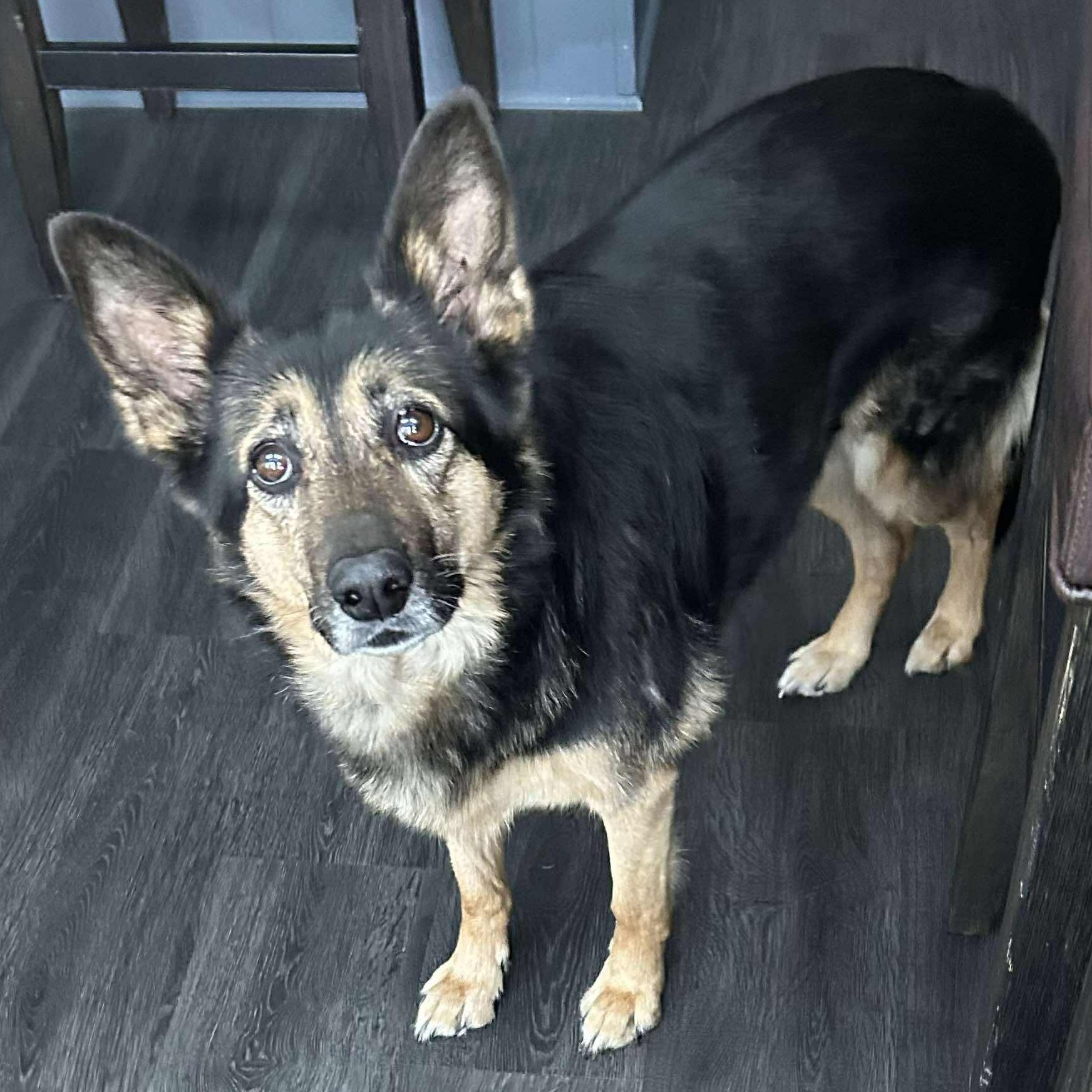 JD, Adoptable, Senior Female German Shepherd Dog.