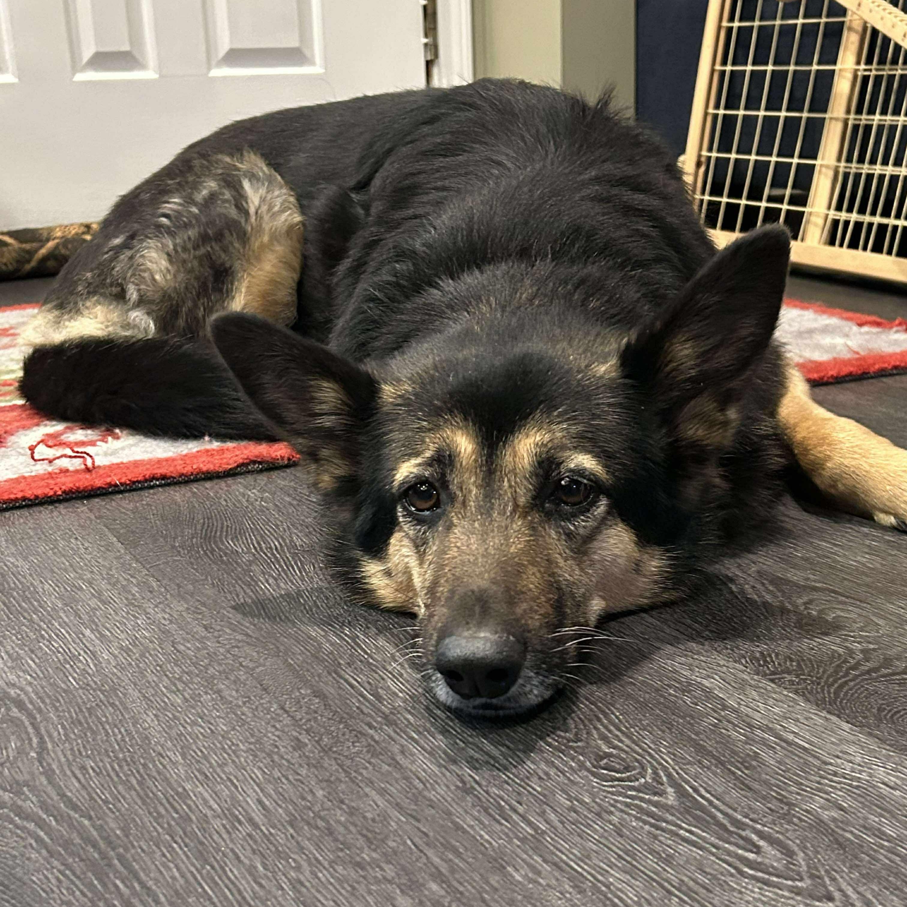 Enlarge JD, a Adoptable mixed breed in Brockport, NY image 2/6