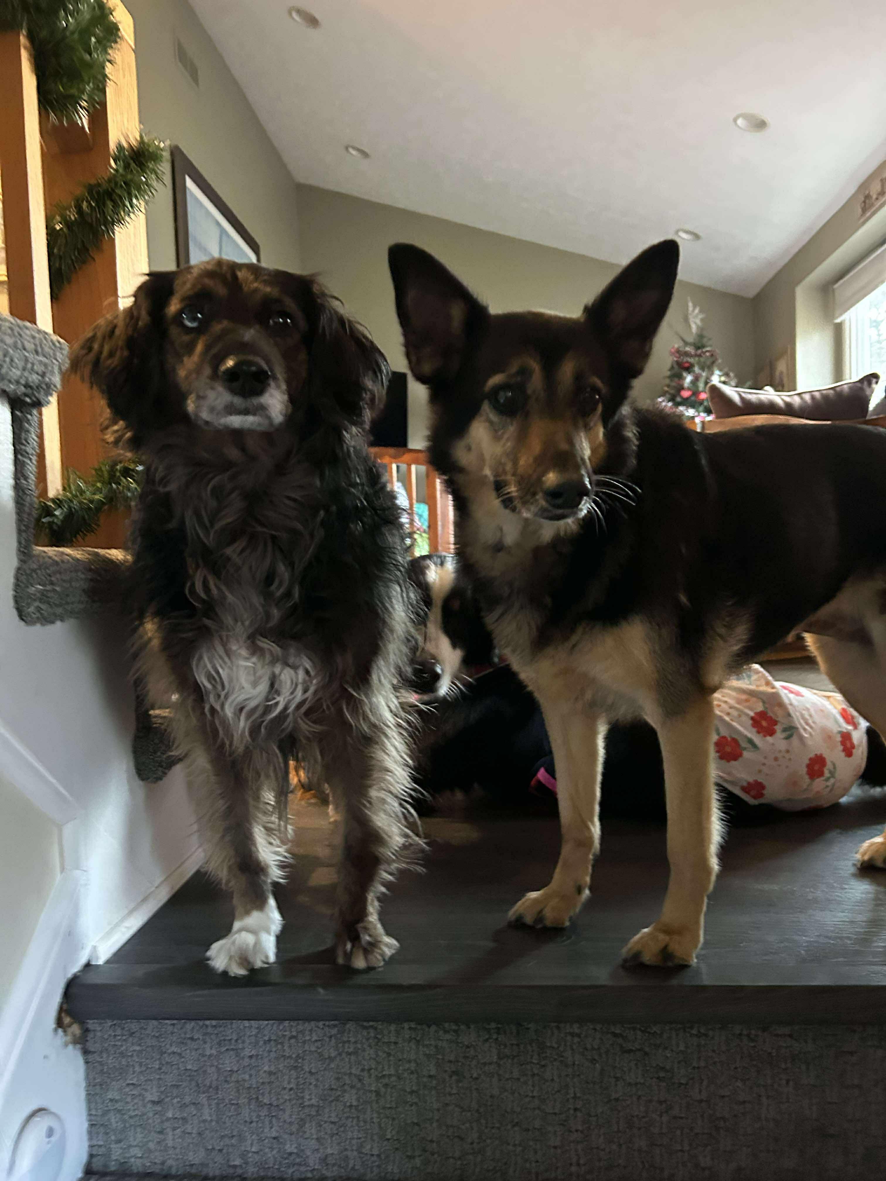 Enlarge JD, a Adoptable mixed breed in Brockport, NY image 3/6