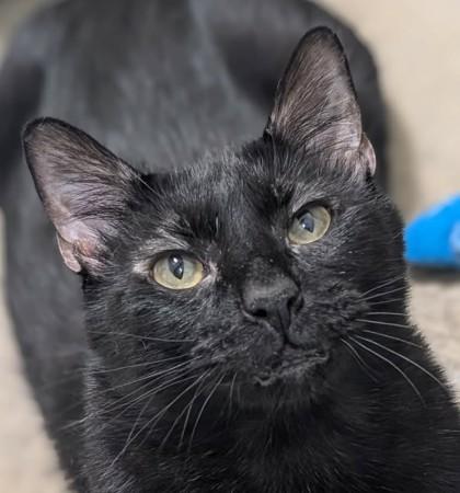 JiJi, Adoptable, Adult Male Domestic Short Hair & Domestic Short Hair.