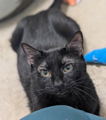 Enlarge JiJi, a Adoptable mixed breed in La Harpe, KS image 2/3