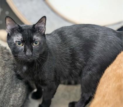 Enlarge JiJi, a Adoptable mixed breed in La Harpe, KS image 3/3