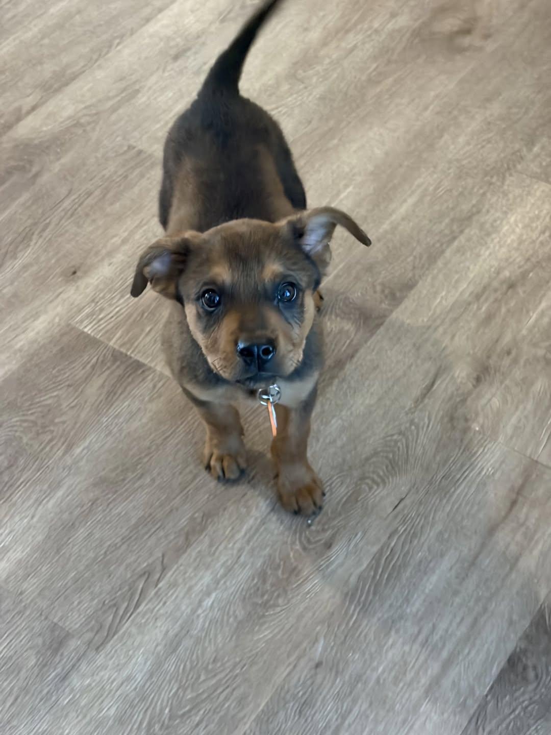 Rusty, ADOPTABLE, Puppy Male Mixed Breed.