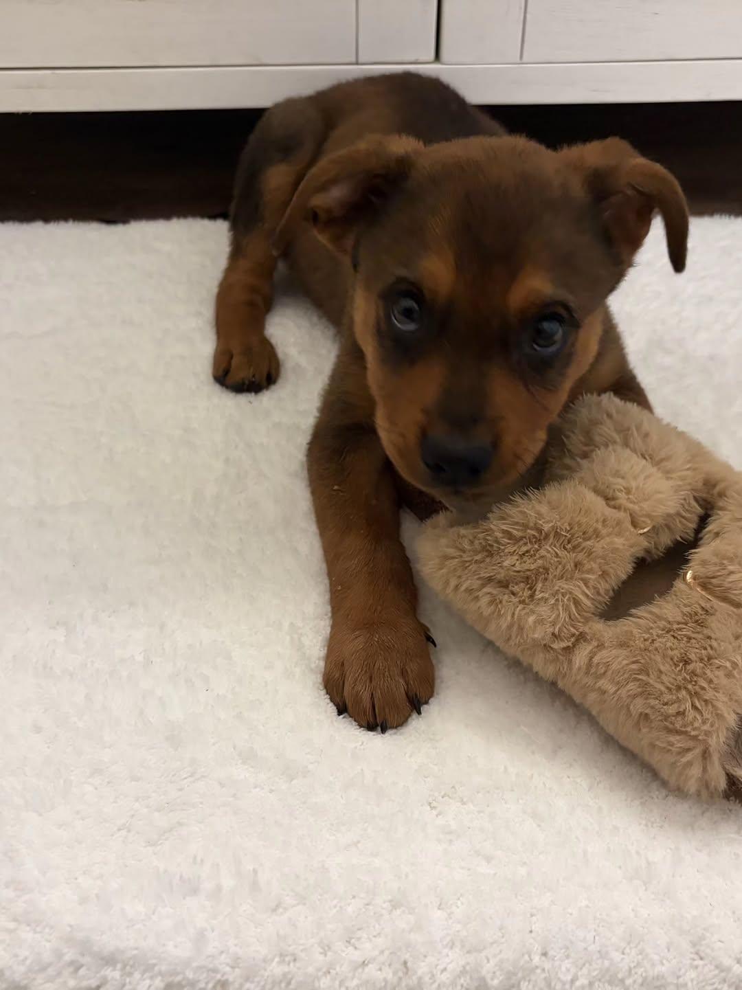 Rusty, a ADOPTABLE Mixed Breed in Miami, FL image 4/5