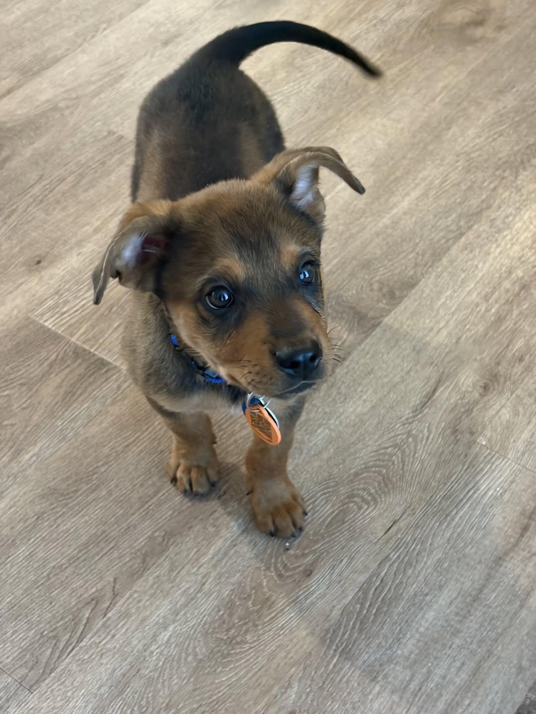 Rusty, a ADOPTABLE Mixed Breed in Miami, FL image 3/5