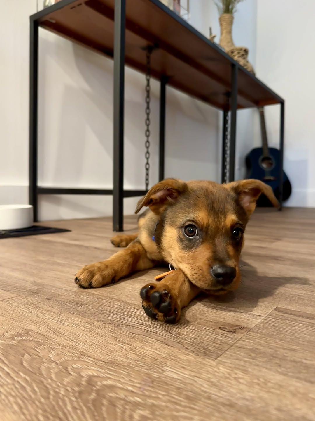 Rusty, a ADOPTABLE Mixed Breed in Miami, FL image 5/5