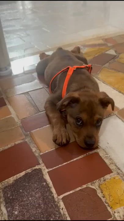 Enlarge Rusty, a ADOPTABLE Mixed Breed in Miami, FL video 2/5