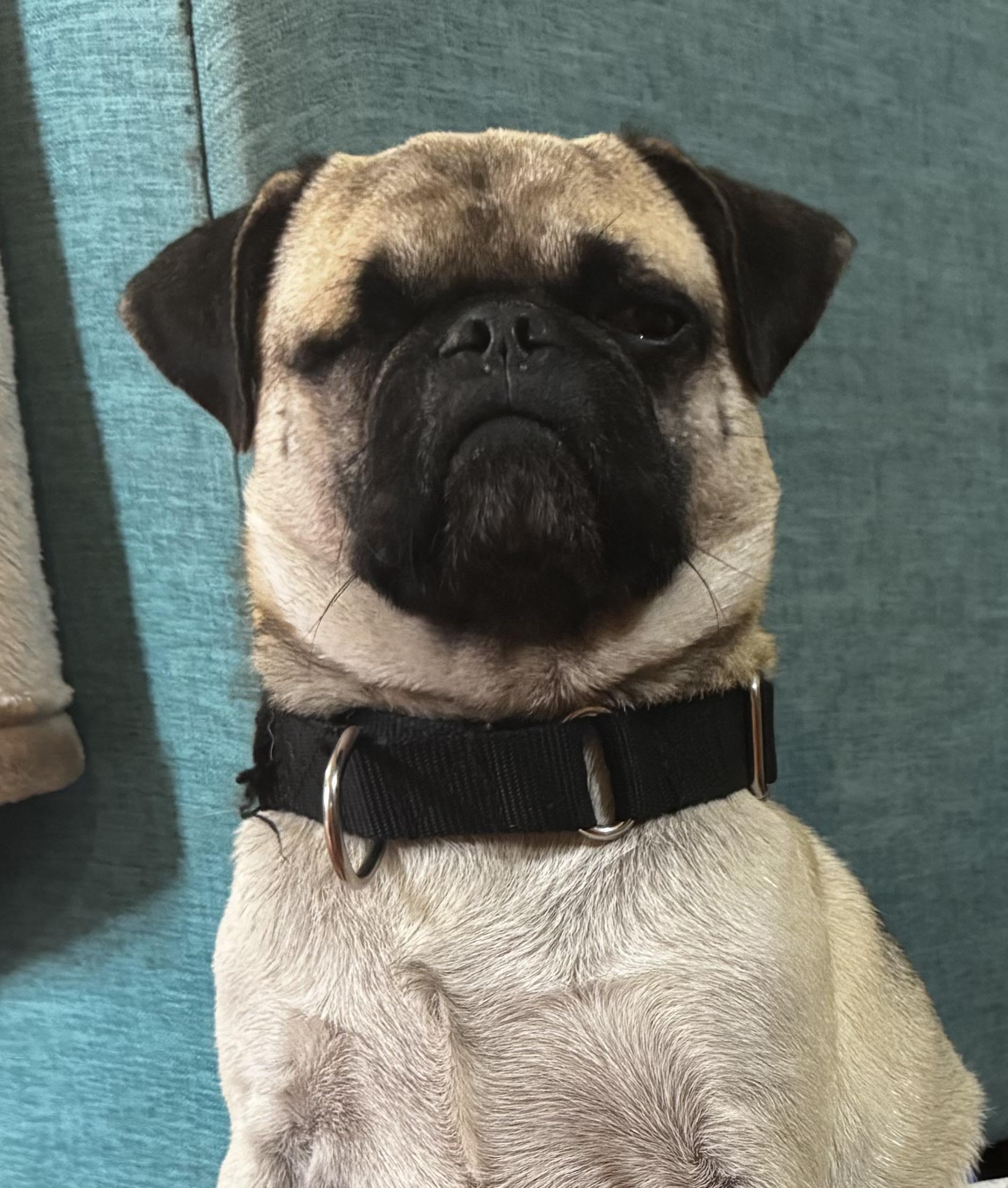 Enlarge Ojito, an adopted Pug in Bend, FL image 3/5