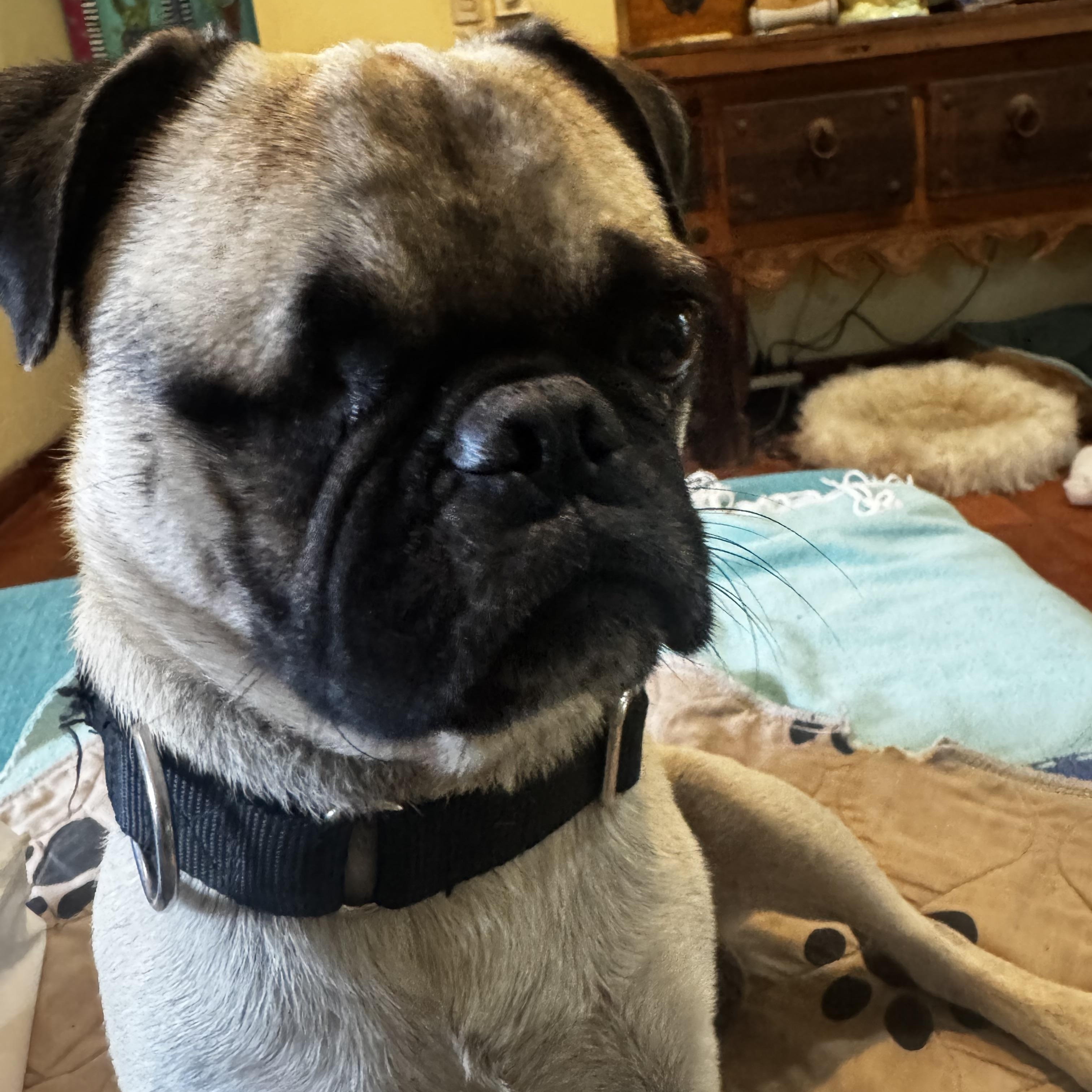 Enlarge Ojito, an adopted Pug in Bend, FL image 5/5