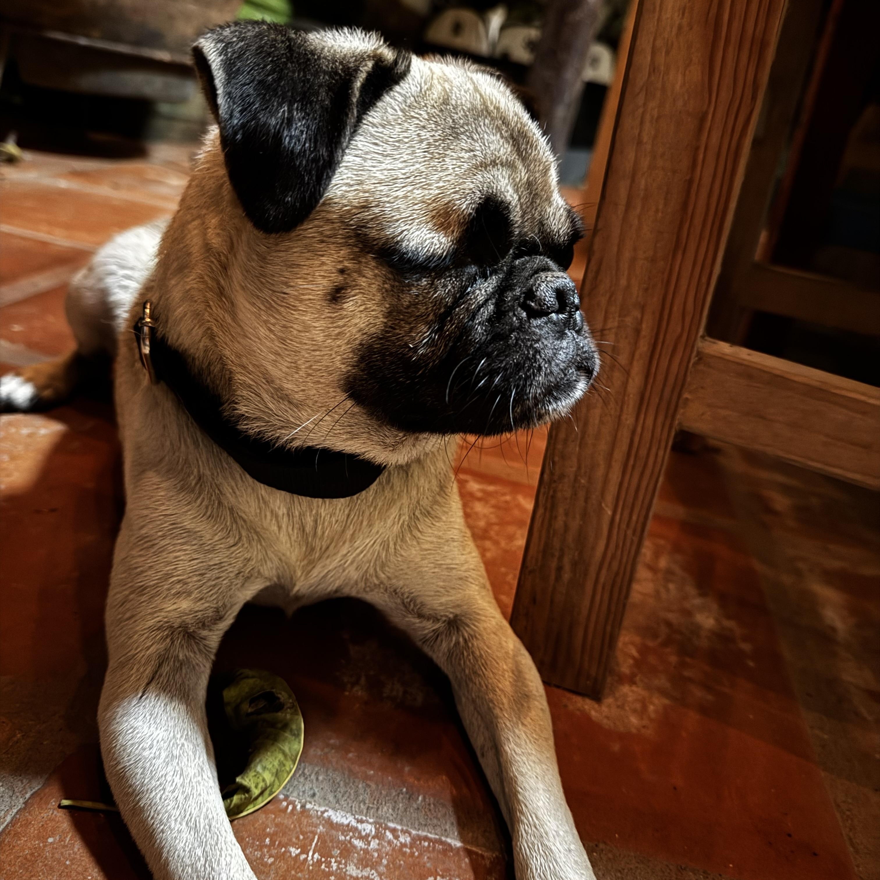 Ojito, adopted, Adult Male Pug.