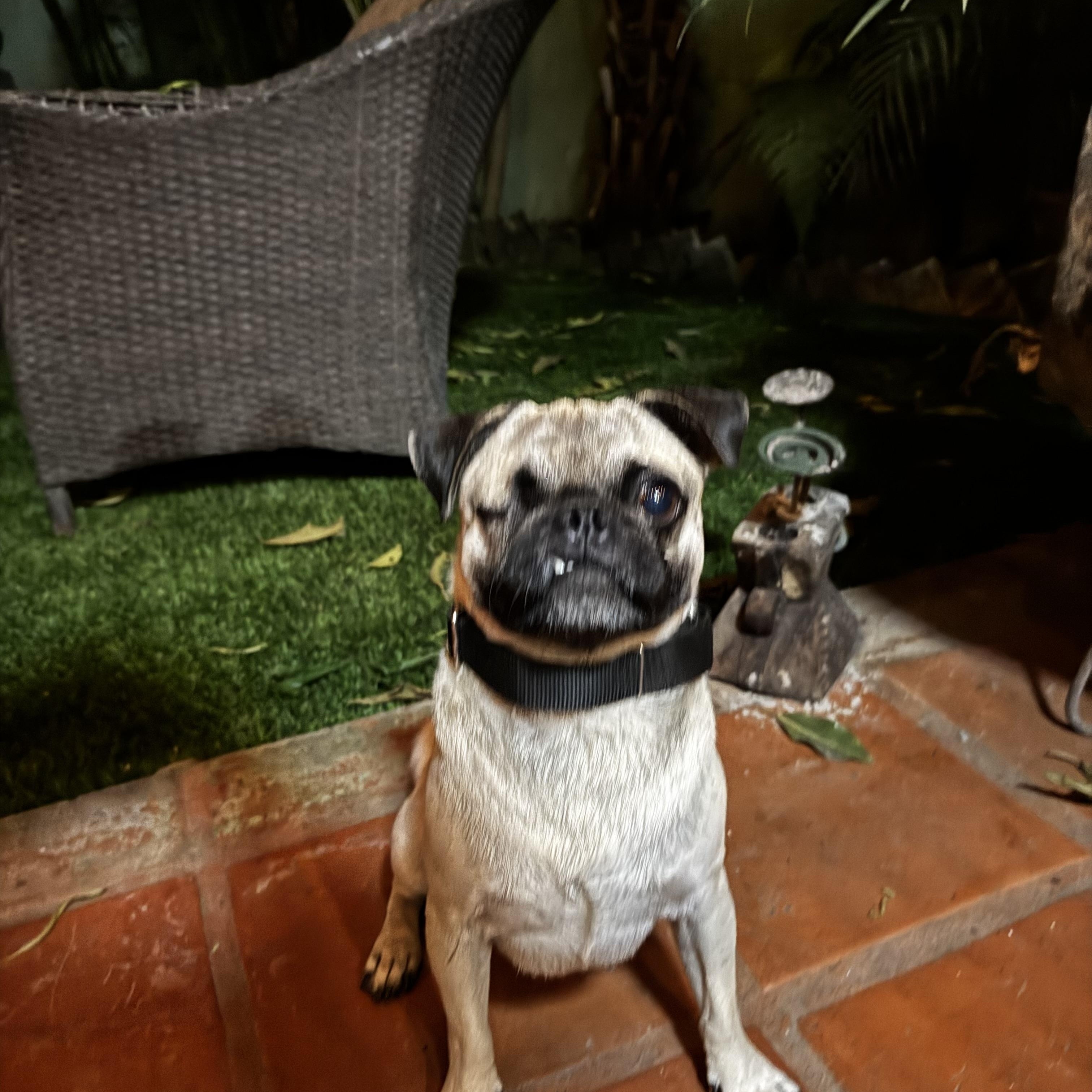 Enlarge Ojito, an adopted Pug in Bend, FL image 4/5