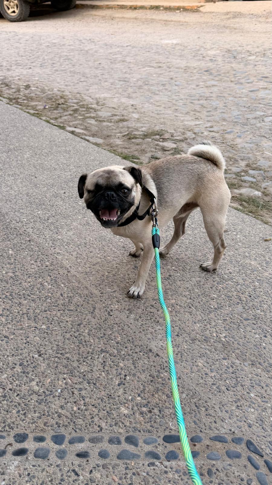 Enlarge Ojito, an adopted Pug in Bend, FL image 2/5