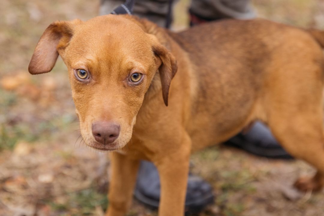 Enlarge Kix, a Adoptable mixed breed in Harrison, AR image 1/3