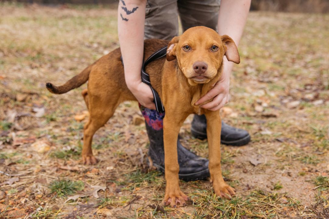 Enlarge Kix, a Adoptable mixed breed in Harrison, AR image 2/3