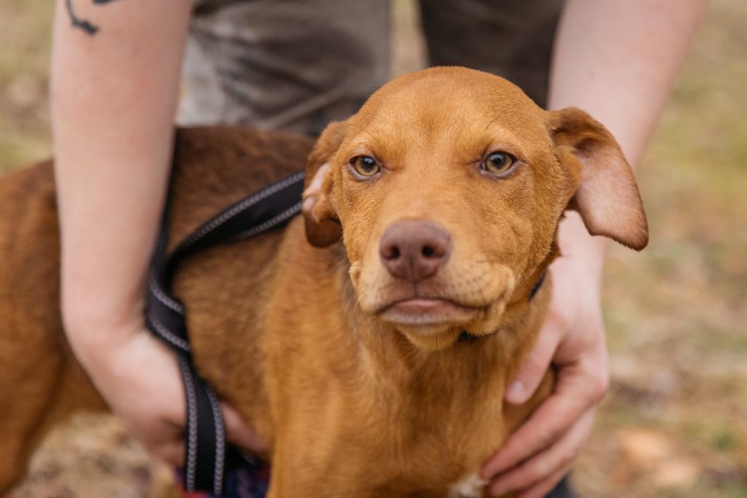 Enlarge Kix, a Adoptable mixed breed in Harrison, AR image 3/3
