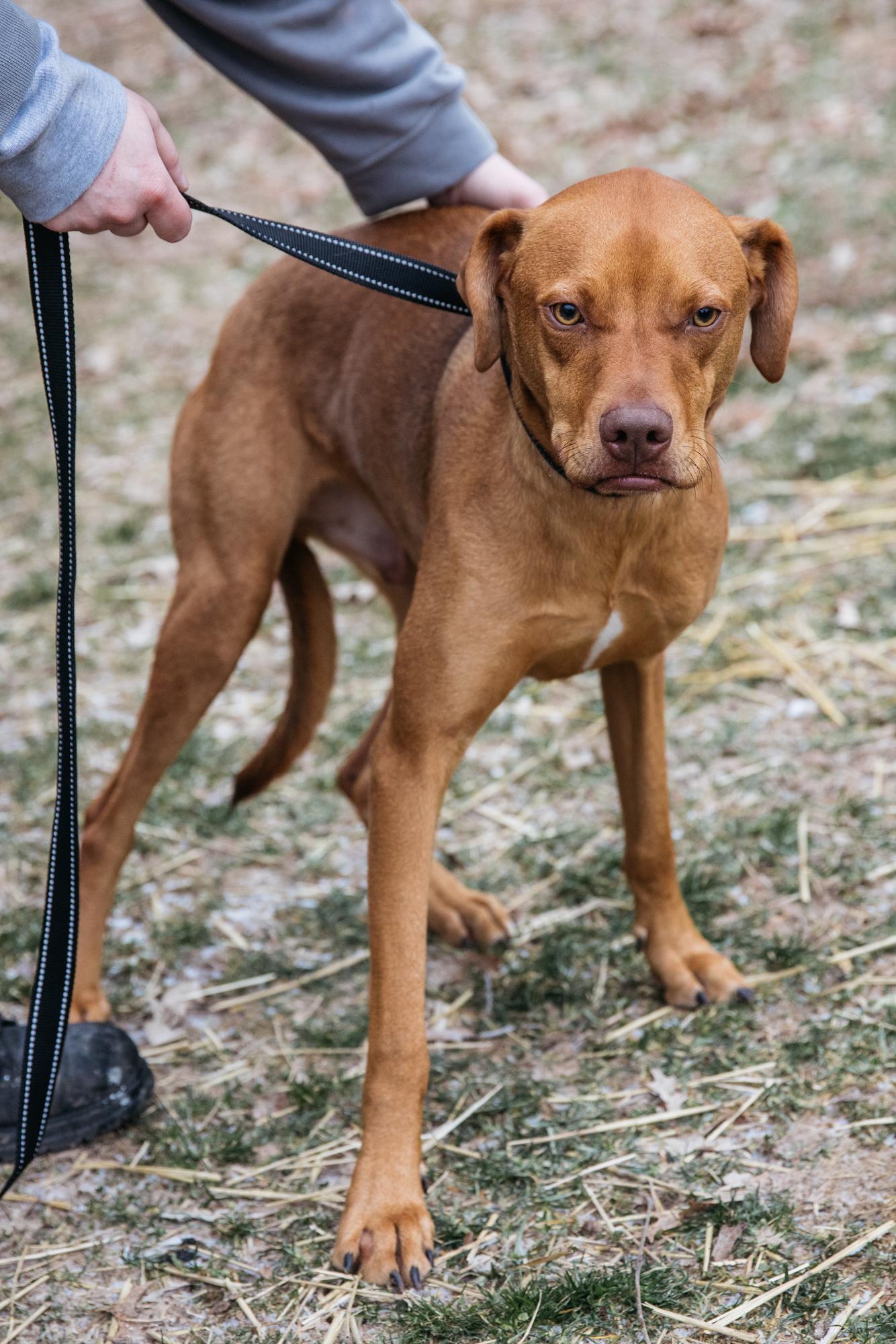 Kix, a Adoptable mixed breed in Harrison, AR image 2/2
