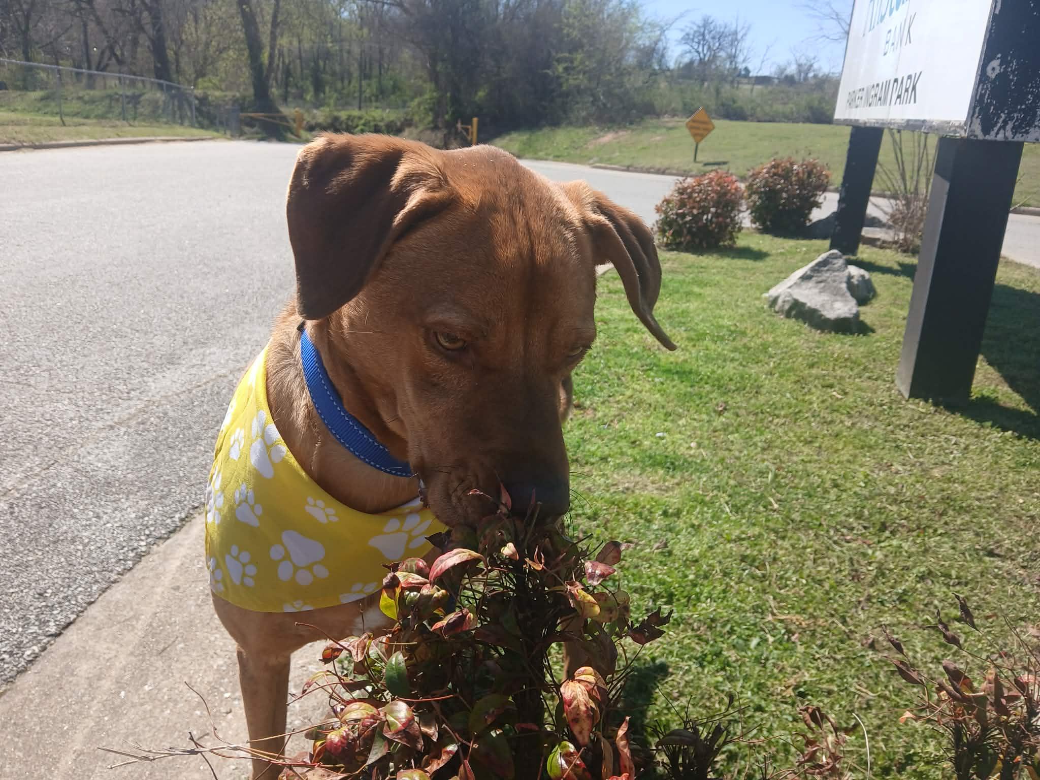 Kix, Adoptable, Adult Male Hound & Redbone Coonhound.
