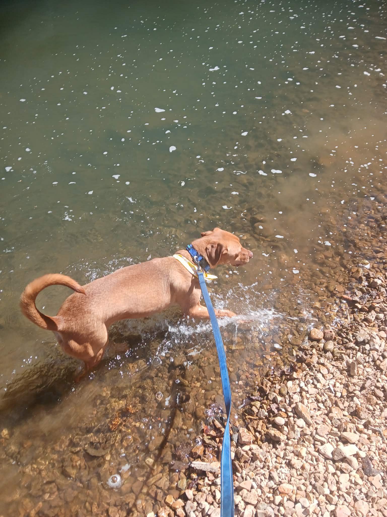 Enlarge Kix, a Adoptable mixed breed in Harrison, AR image 2/5