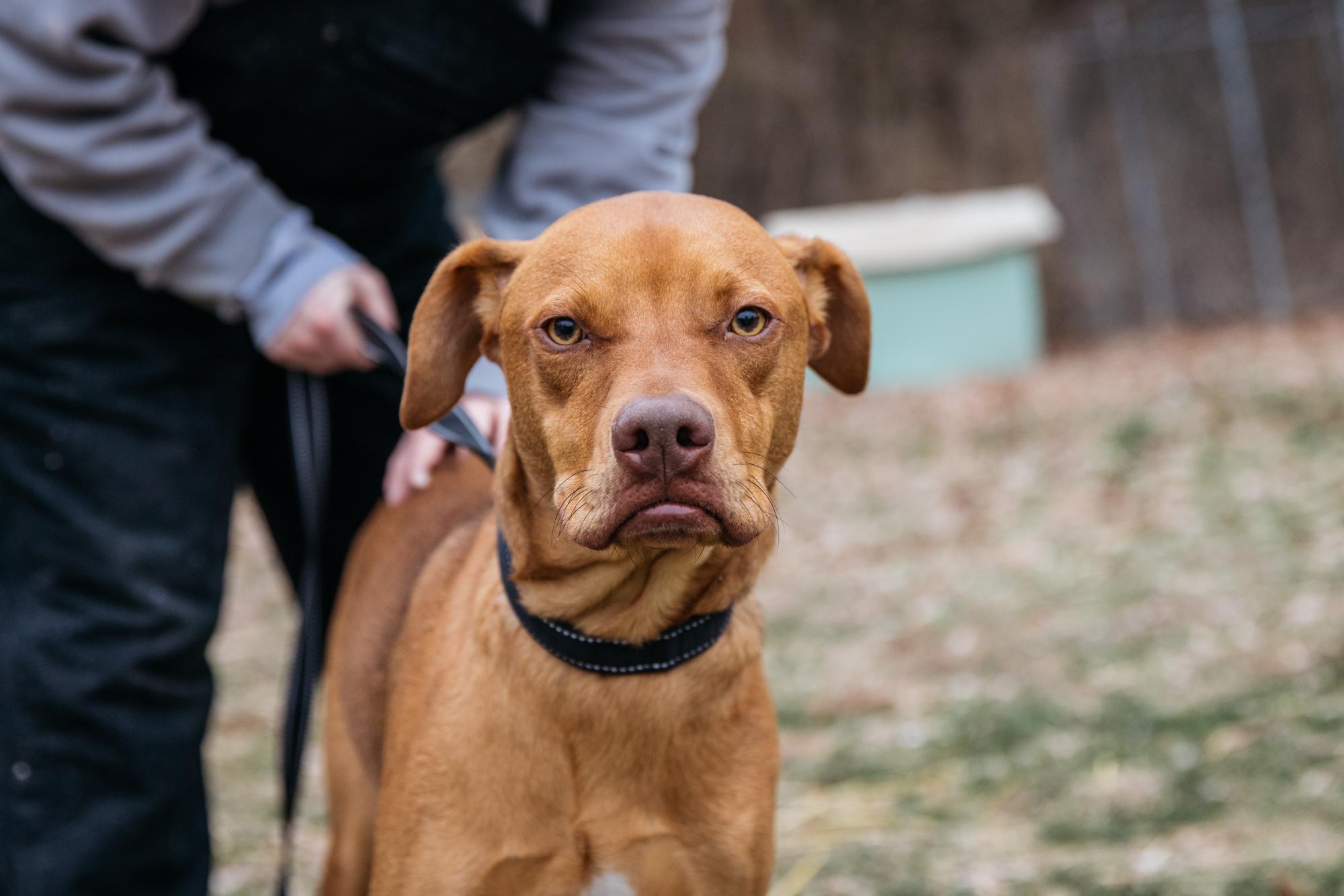 Kix, a Adoptable mixed breed in Harrison, AR image 1/2