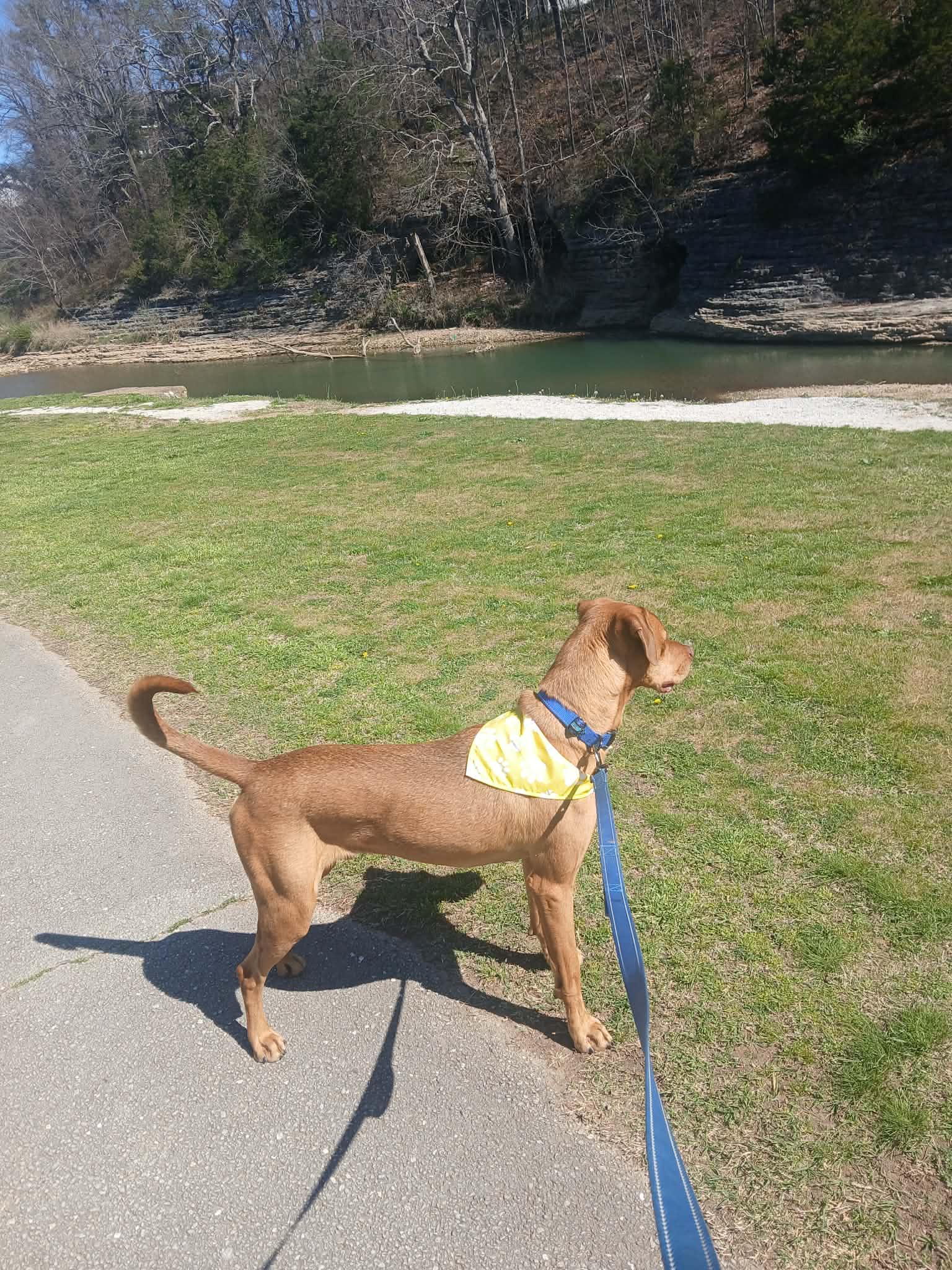 Enlarge Kix, a Adoptable mixed breed in Harrison, AR image 3/5