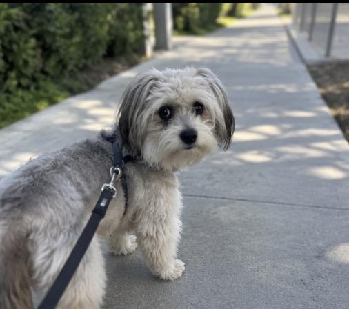 Enlarge Zeke, a ADOPTABLE mixed breed in Corona, CA image 2/2