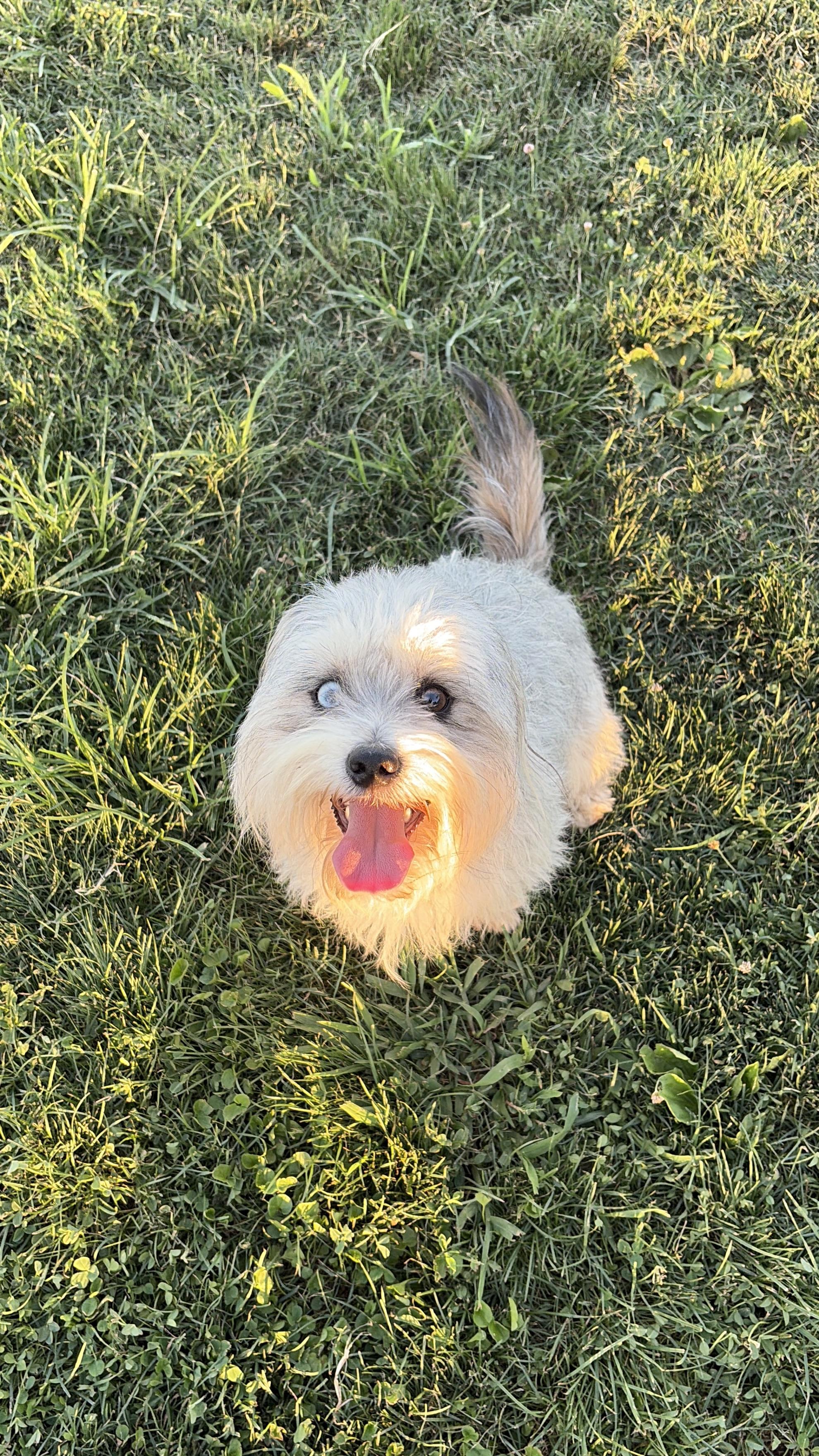 Zeke, ADOPTABLE, Young Male Aussiedoodle.