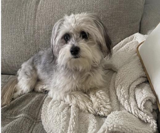 Zeke, ADOPTABLE, Young Male Aussiedoodle.