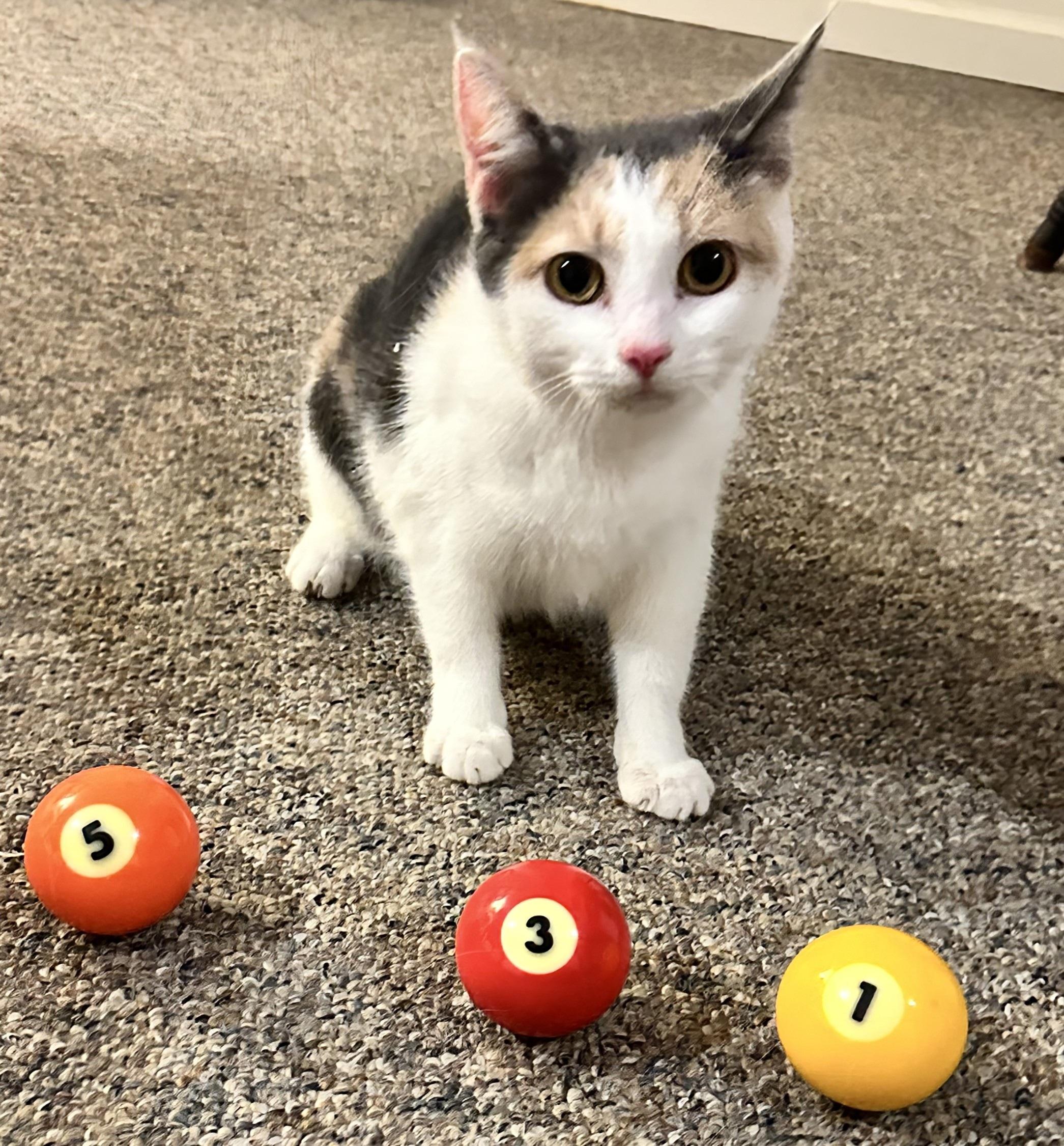 Enlarge Huey, a Adoptable Domestic Short Hair in Boiling Springs, PA image 2/2
