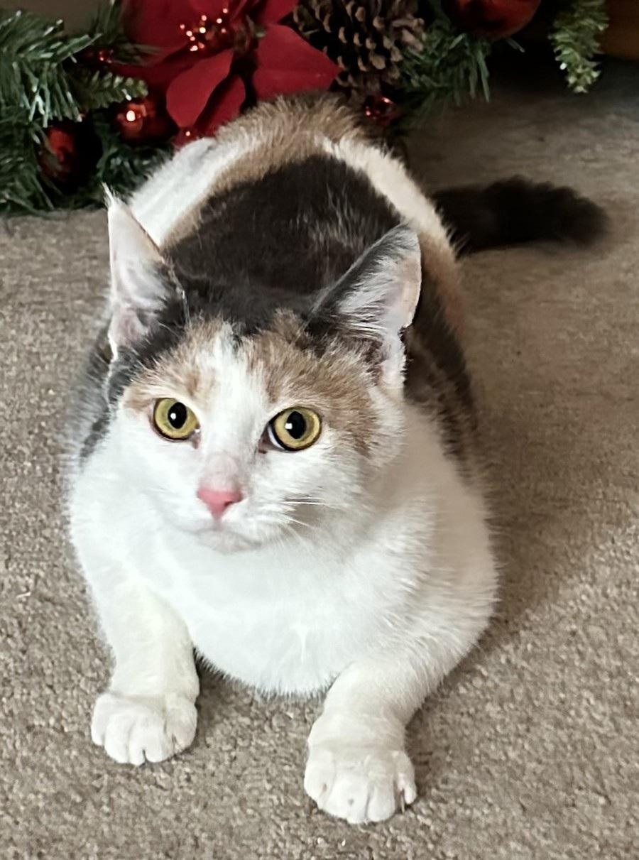 Huey, Young Female Domestic Short Hair
