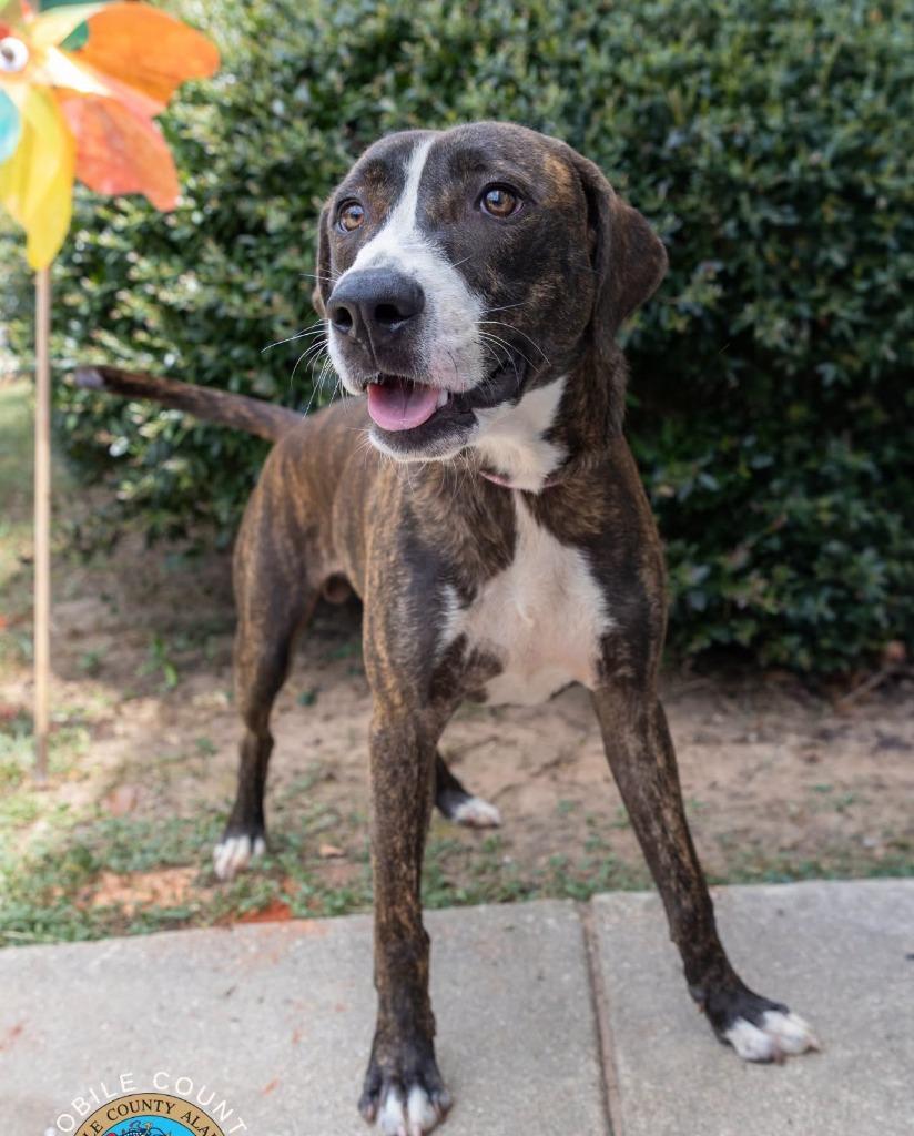Pee Wee, Adoptable, Puppy Male Plott Hound.