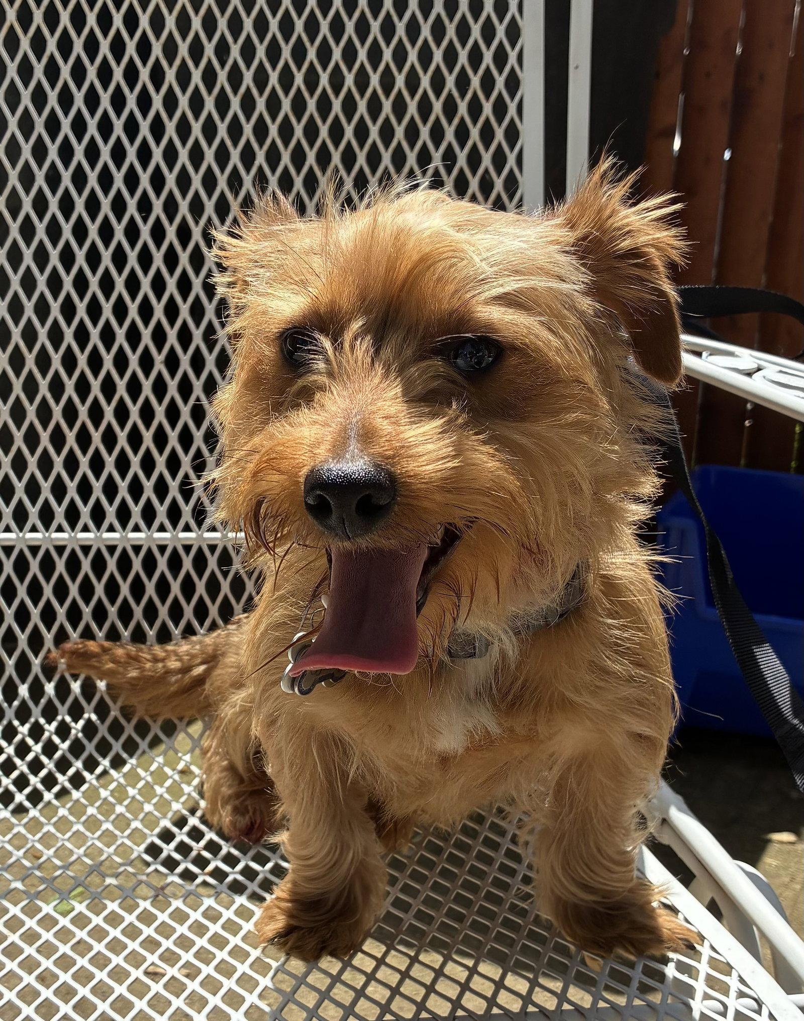 Dash, a ADOPTABLE mixed breed in Pottstown, PA image 1/4