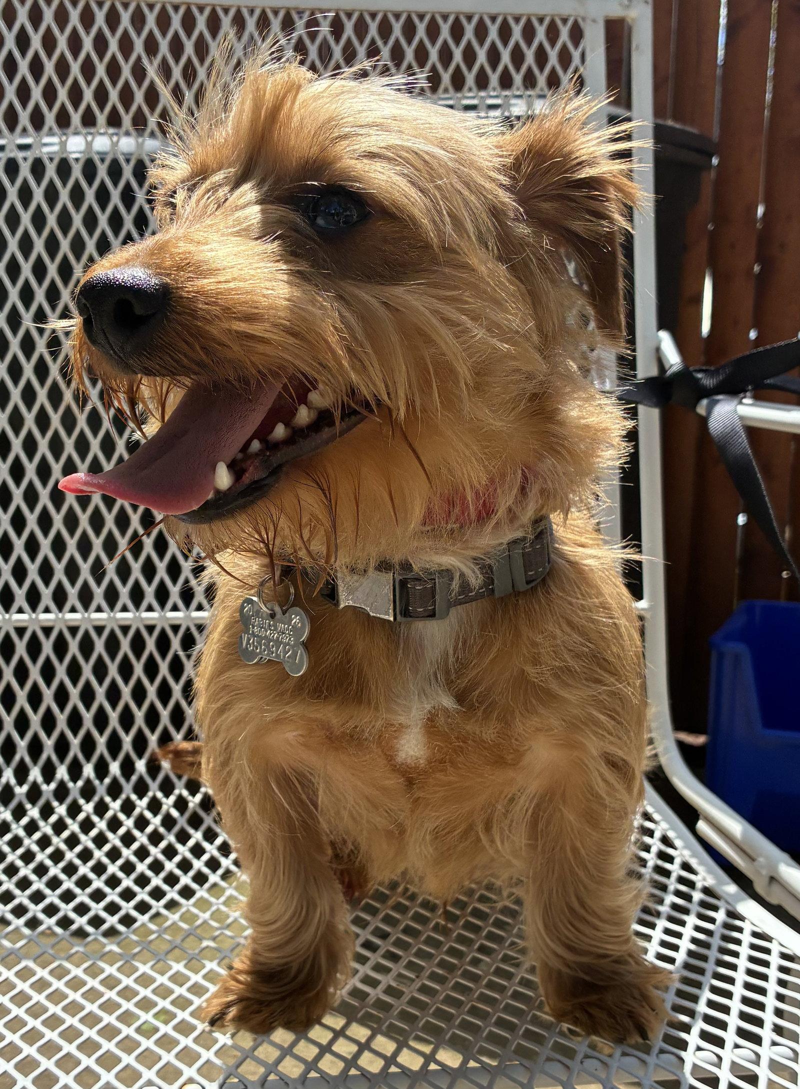 Dash, a ADOPTABLE mixed breed in Pottstown, PA image 3/4