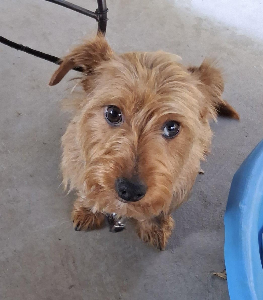Dash, a ADOPTABLE mixed breed in Pottstown, PA image 4/4
