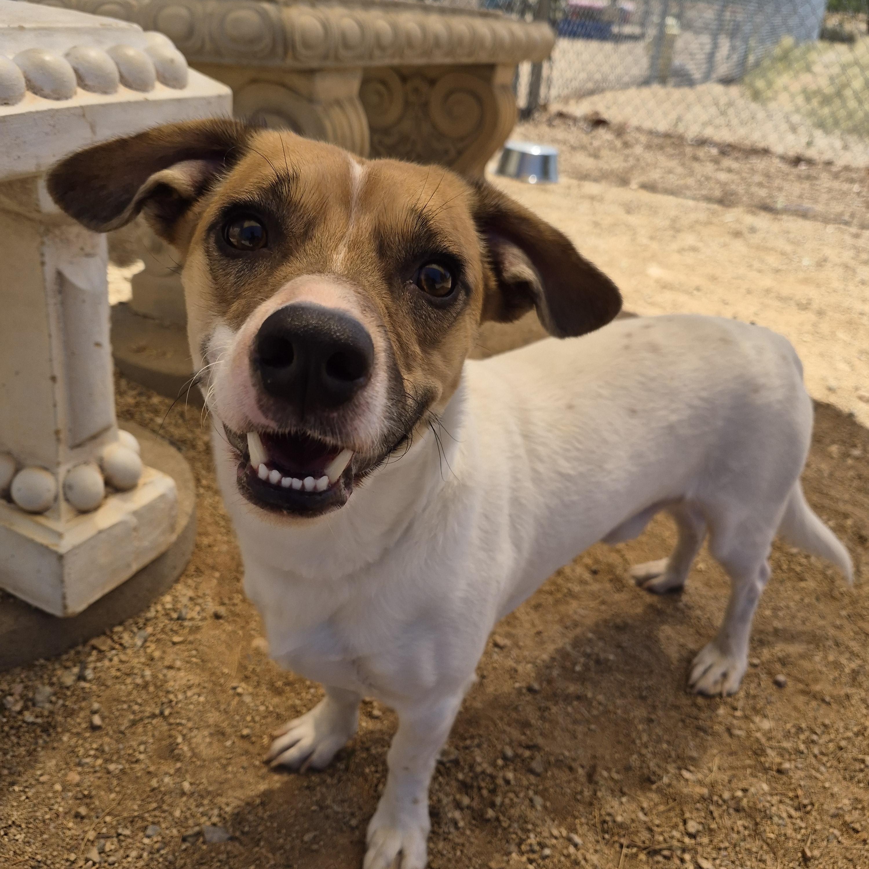 Enlarge Comet, an adopted mixed breed in Sierra Vista, AZ image 1/2