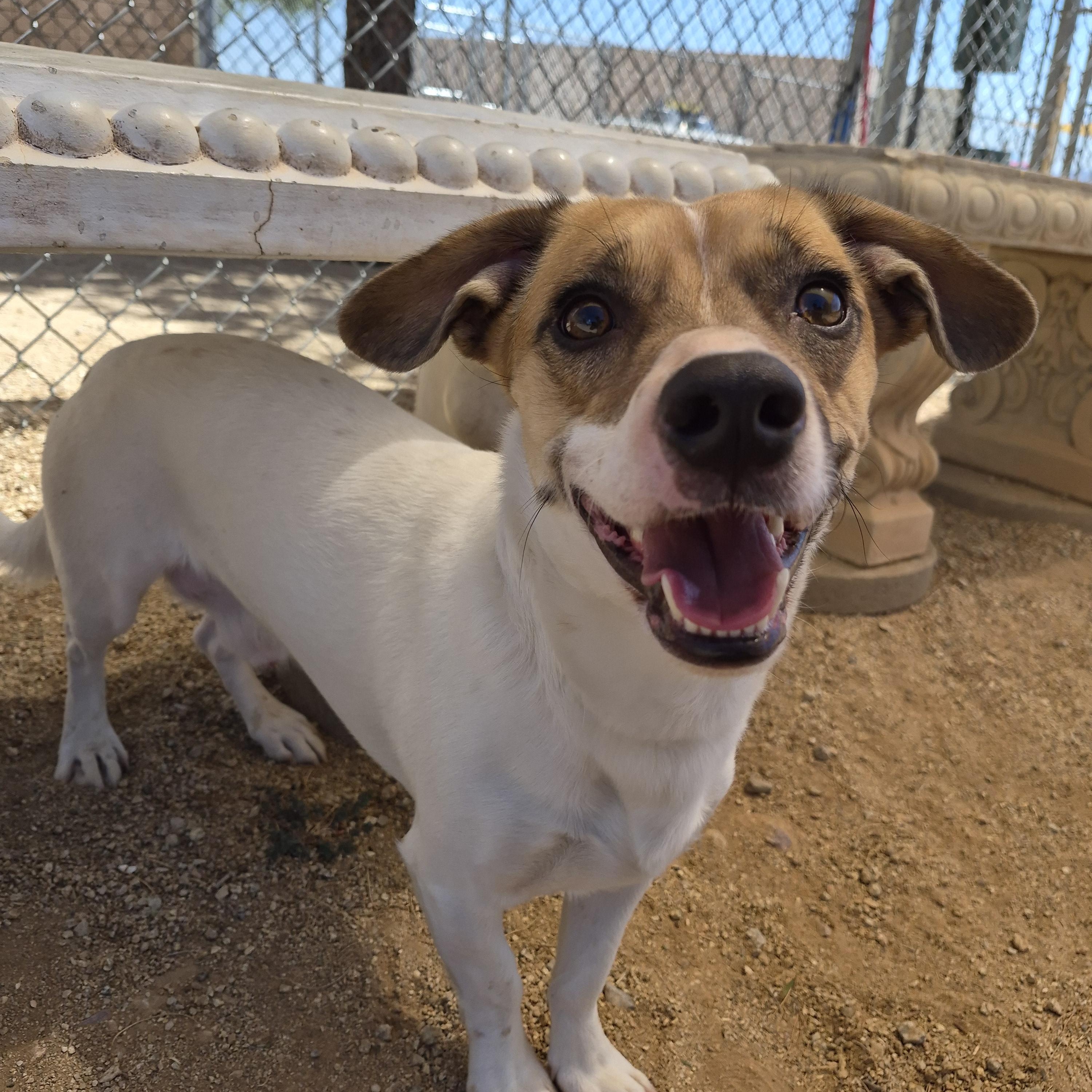 Enlarge Comet, an adopted mixed breed in Sierra Vista, AZ image 2/2