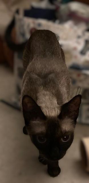 Enlarge Mocha, an adopted mixed breed in Puyallup, WA image 1/3