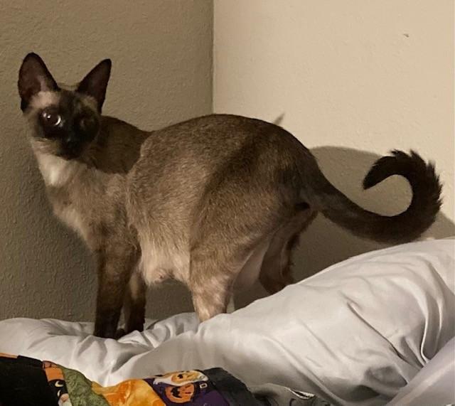 Enlarge Mocha, an adopted mixed breed in Puyallup, WA image 2/3