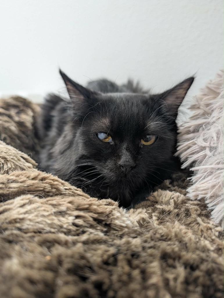Cicily, Adoptable, Young Female Domestic Medium Hair.