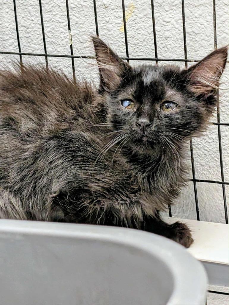 Cicily, a Adoptable mixed breed in Grand Junction, CO image 2/2