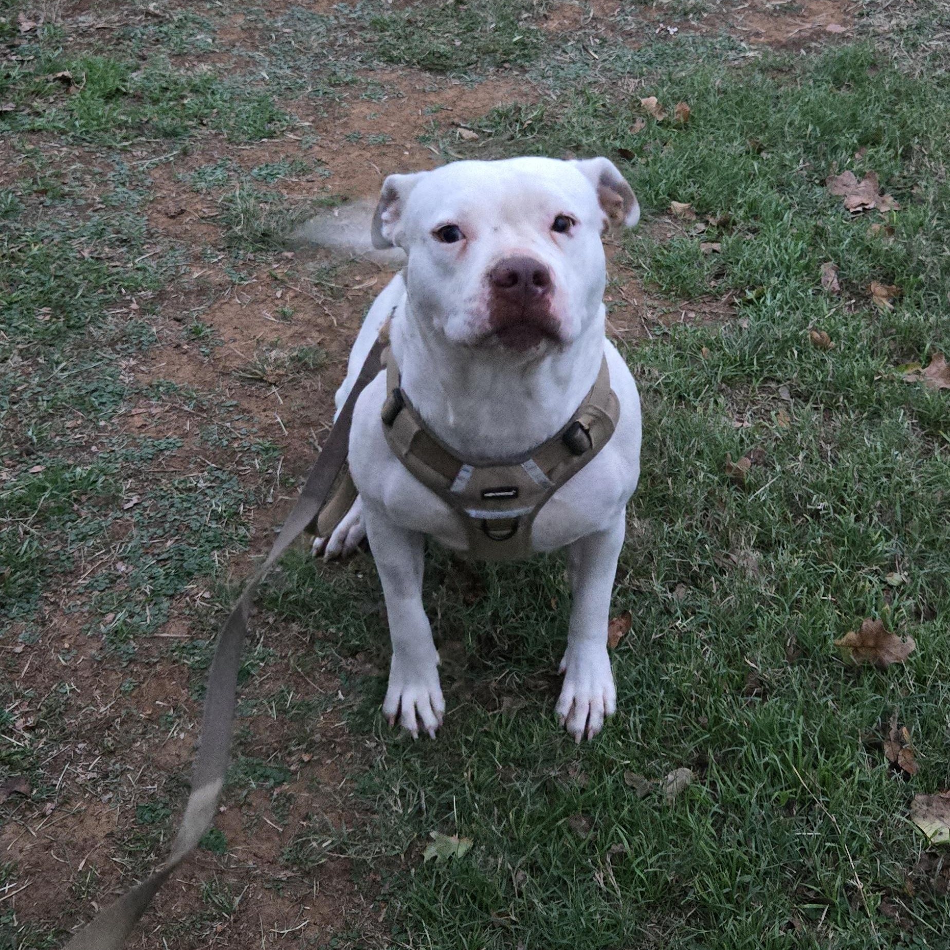 Doris Doohickey , Adoptable, Adult Female American Bulldog.