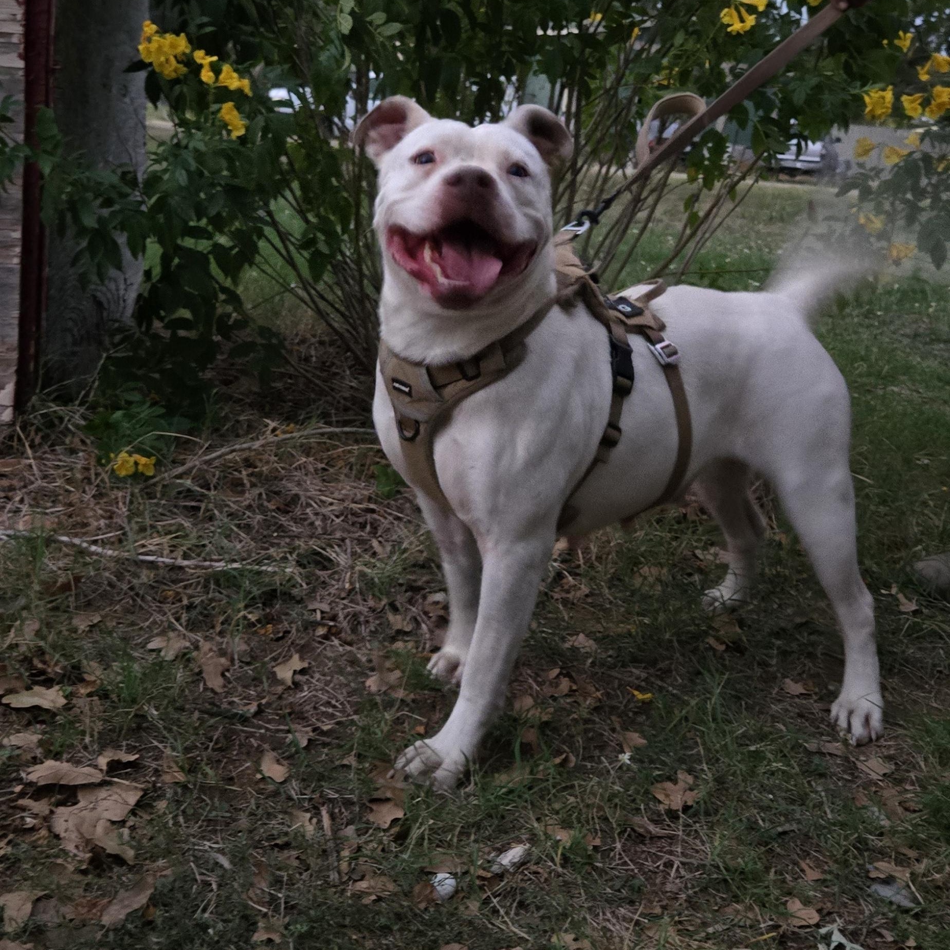 Enlarge Doris Doohickey , a Adoptable mixed breed in Portland, OR image 2/4