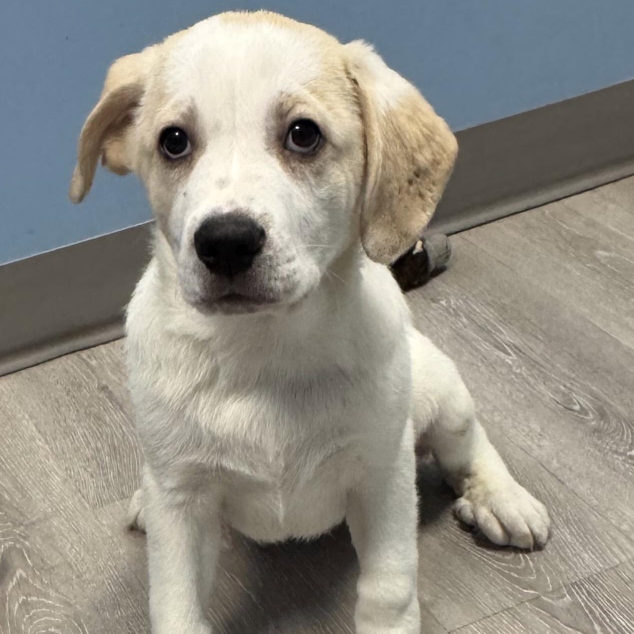 Harley, adopted, Puppy Female Great Pyrenees.
