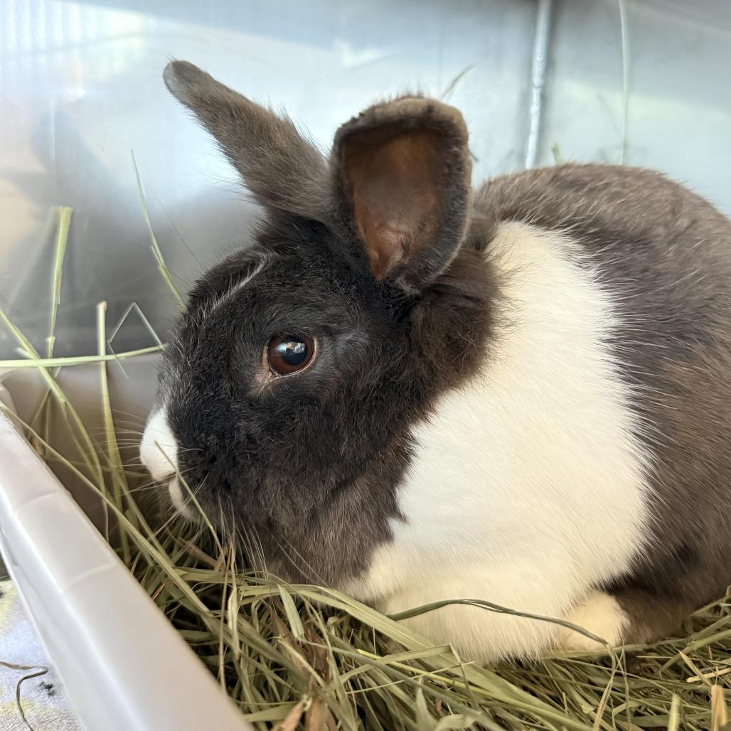 Frittata, Adoptable, Adult Female Dutch.