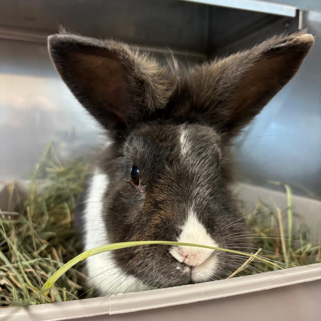 Enlarge Frittata, a Adoptable Dutch in Richmond, CA image 2/6