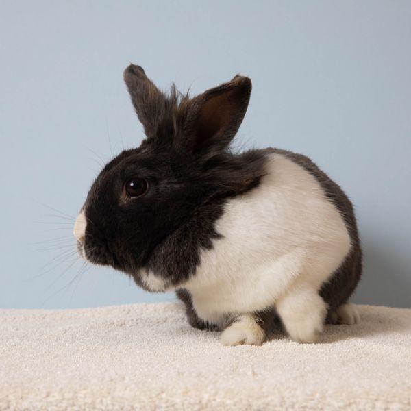 Enlarge Frittata, a Adoptable Dutch in Richmond, CA image 3/6