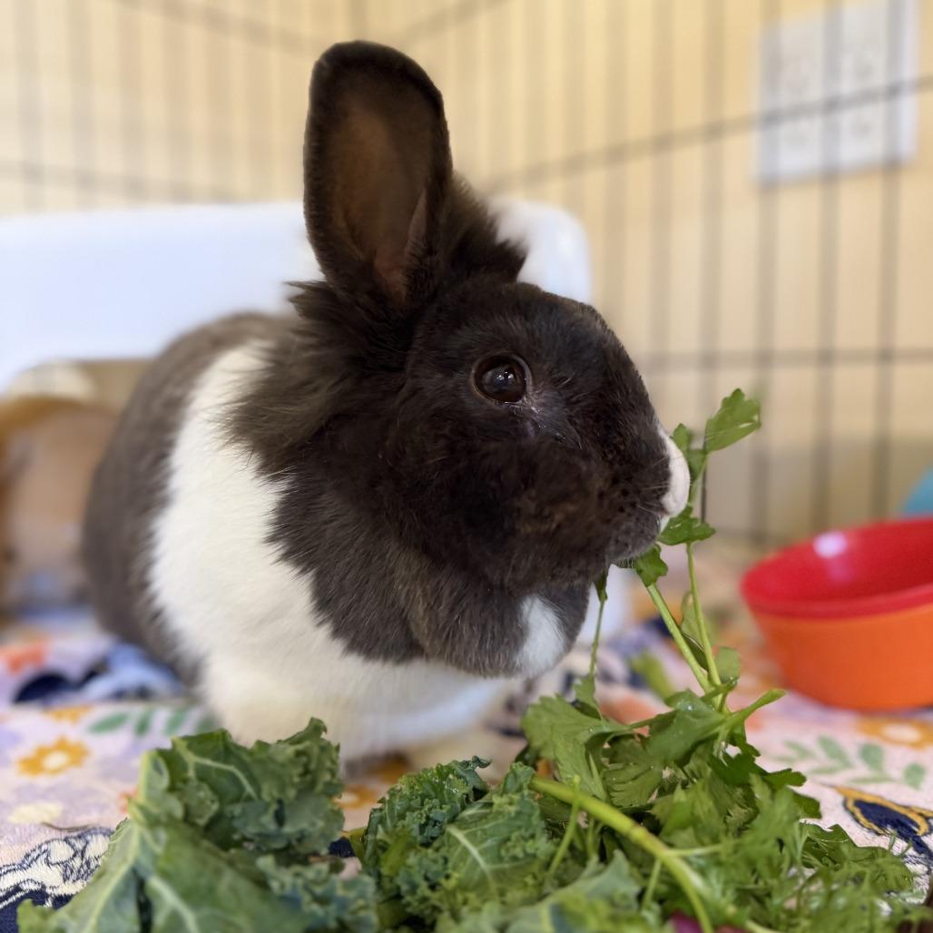 Enlarge Frittata, a Adoptable Dutch in Richmond, CA image 4/6